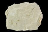Fossil Crane Fly (Pronophlebia) Cluster - Green River Formation, Utah #111384-2